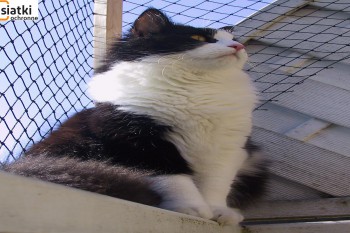 Siatki Koło - Siatka balkonowa – zabezpieczenie dla kota dla terenów miasta Koło